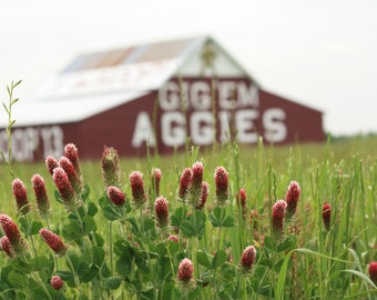 Aggie Barn with Maroon Clover