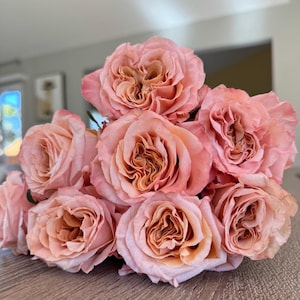 Rose Shimmer 微光 1 Gallon pot