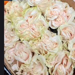 Rose Garden Rose Cotton Xpression 6 inch to 1gallon size