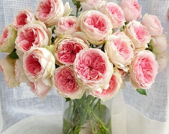 Rose Rose &#39;Pompon Veranda&#39; (绒球门廊) (1 Gal Live Plant) Shrub Rose，cut rose. Continue Blooming.