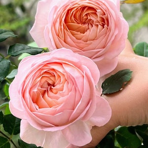Rose Confiture (果酱) 1 gallon  Shrub Rose