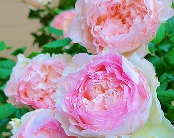 Rose M-Perzik  佩尔朱克 strong fragrance  (4”inch pot+ Live Plant) Shrub Rose-Free shipping