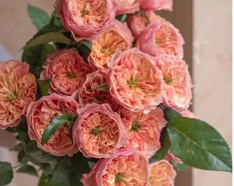 Rose Kensington Park 肯辛顿公园 6 inch to 1 gallon size.
