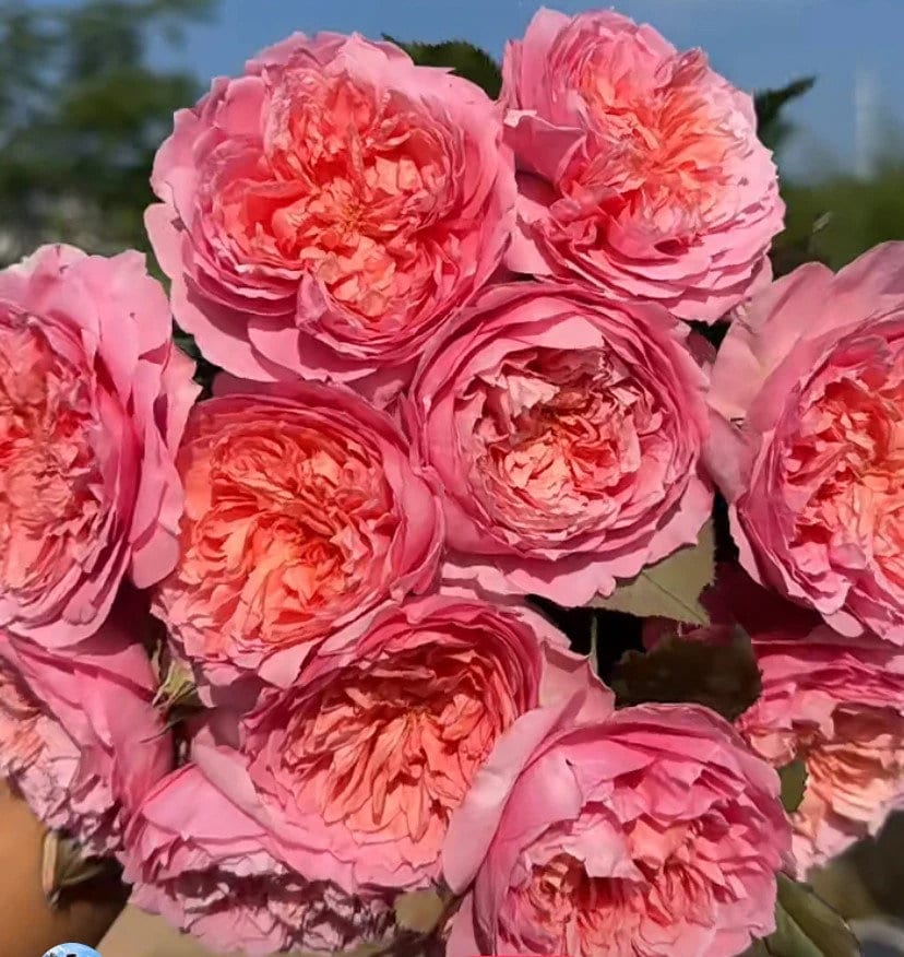 Chinese Rose. Taoran 桃染 1 Gallon live plant
