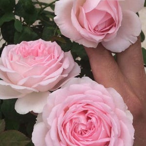 Wedding Box Rose 婚礼盒 1 gallons