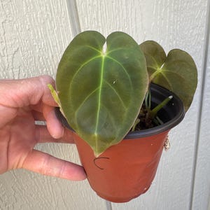 Anthurium  Papillilaminum Lago Gatún  Papi Rare Plant