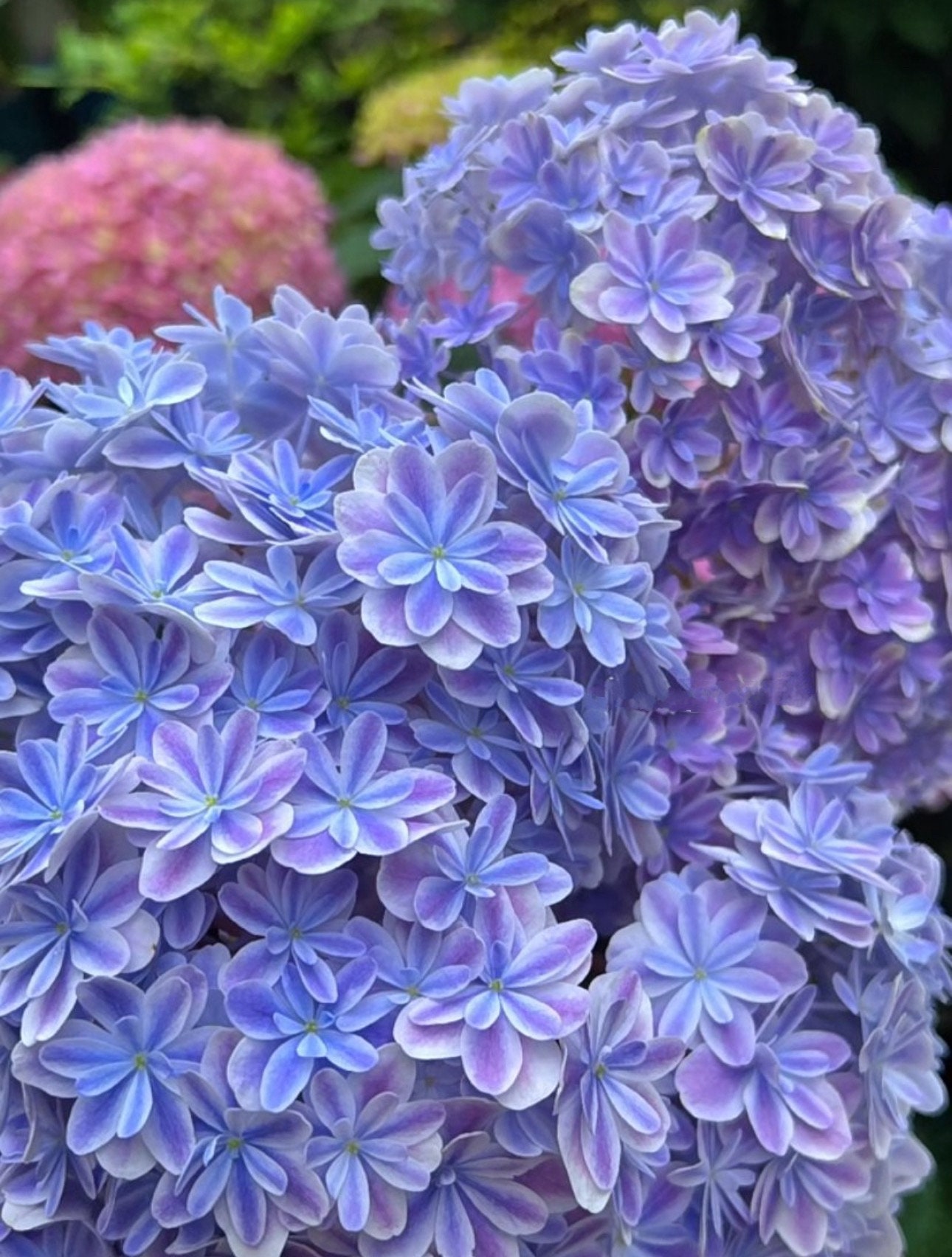 Japanese Hydrangea Mangekyou （万华镜） -6 Inch Size- - Etsy
