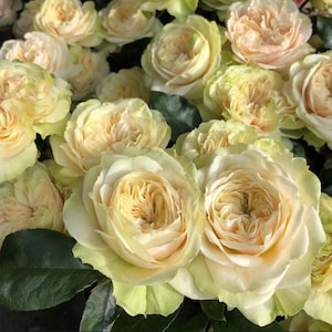 Rose Victoria Wedding - 6 inch Live plant