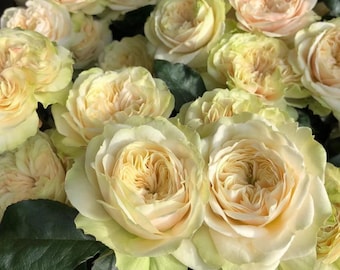 Rose Victoria Wedding - 6 inch Live plant