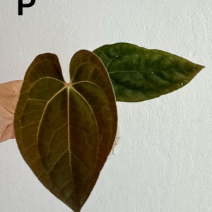 Weekly Special deal-Anthurium Pure Papillilaminum Papi Rare Plant US Seller Free Shipping