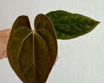 Weekly Special deal-Anthurium Pure Papillilaminum Papi Rare Plant US Seller Free Shipping