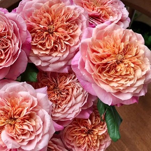 Miyabi 雅 Japanese Rose cut Rose.Continue Blooming-Free shipping