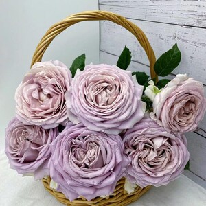 人気が高い Shinoburedo Japanese Storm. Blue 蓝色风暴 しのぶれど Rose ミュージシャン