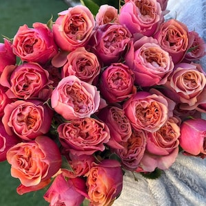 Rose South Park 南方公园 6 inch to 1 gallon size own roots