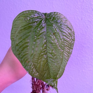 Anthurium Medusa Rare Plant US Seller