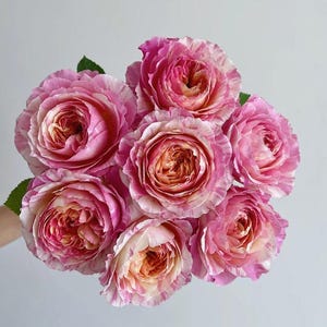 Rose Claude Monet 莫奈  .Shrub Rose France. Rose 1 gallon Size