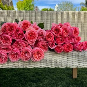 Rose Pink X-Pression 6inch to 1 gallons size own roots