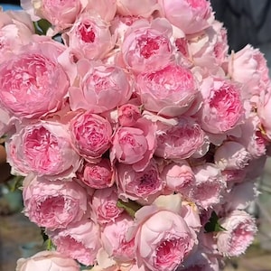 Rose RongRongYue 溶溶月Strong Disease Resistance| repeat blooming 1 gallon size