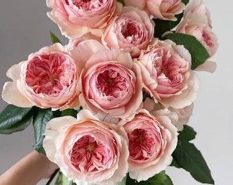 Rose Masora マソラ 真宙 Japanese Rose Heat resistance. 1 Gallon  Live plant