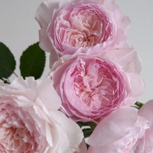 Japanese Rose  Misaki 美咲 Continue Blooming. fragrance 1 Gallon Live plant Shrub Rose