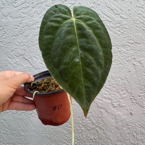 D*7様 アンスリウム　シルバータイガー ➕ RVDP✖️papi Anthurium Papi - Etsy
