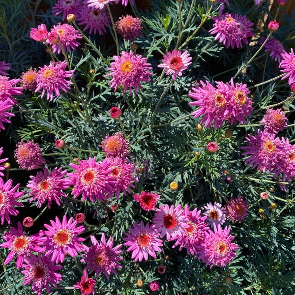 Pink Marguerite Daisy（Argyranthemum ）5 cuttings Easy rooting-Free Shipping