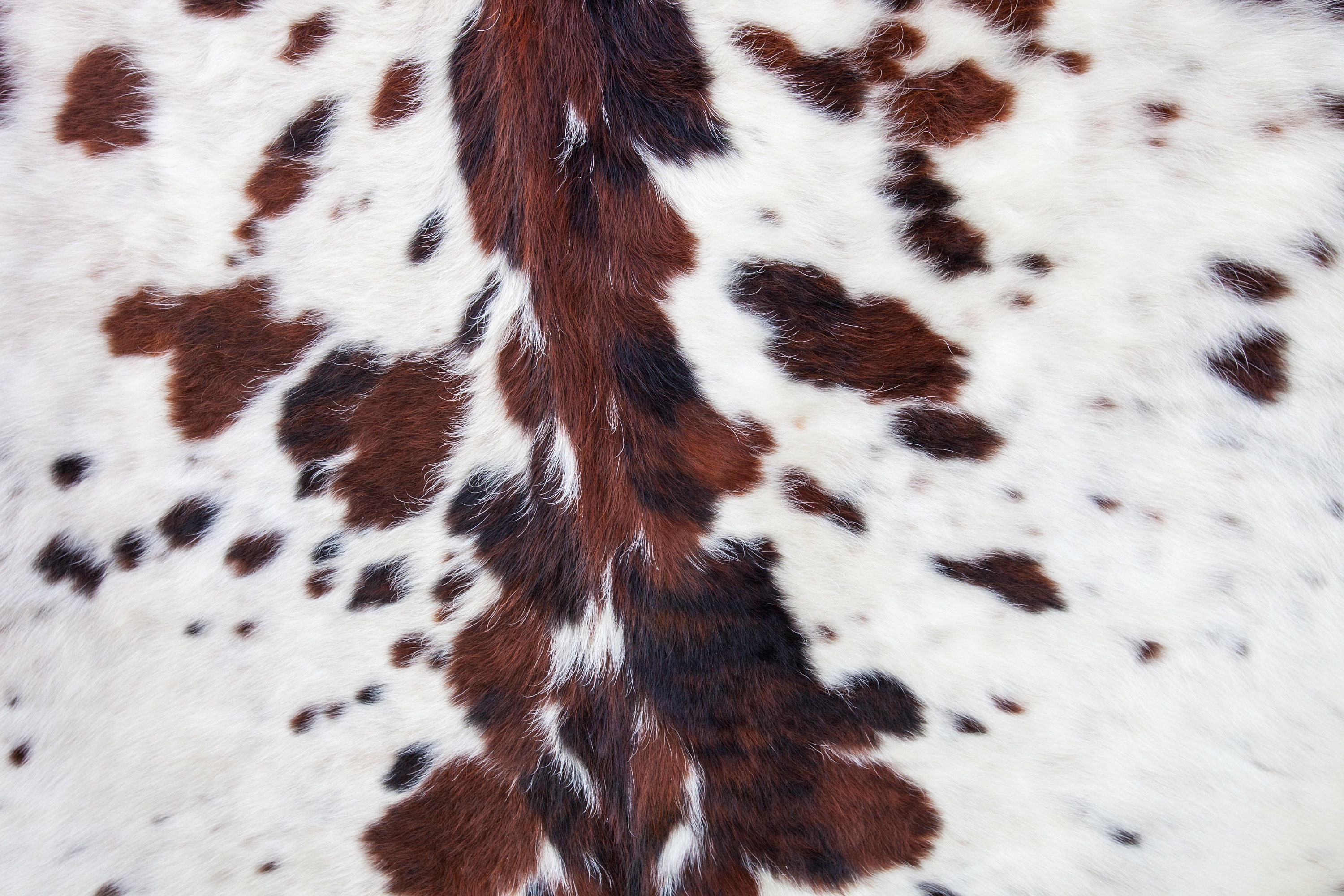 cow hide cow hide