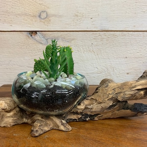 May include: A small glass terrarium with a variety of succulents and small stones sits on a piece of driftwood.