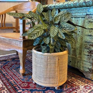 May include: A green leafy plant in a woven wicker planter with a round shape and a natural wood finish. The planter sits on a patterned rug.