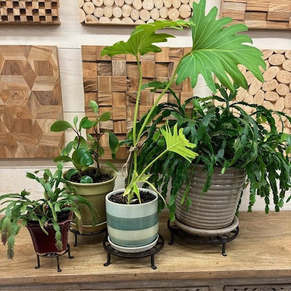 small pothos plant Pothos NJoy Houseplant - Small (3