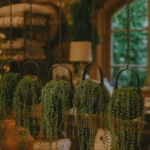 Puede incluir: Cinco macetas colgantes con plantas verdes colgantes. Las macetas son de metal oscuro, suspendidas por cadenas. Las plantas caen en cascada hacia abajo, creando una estética exuberante y natural. El fondo está suavemente borroso.