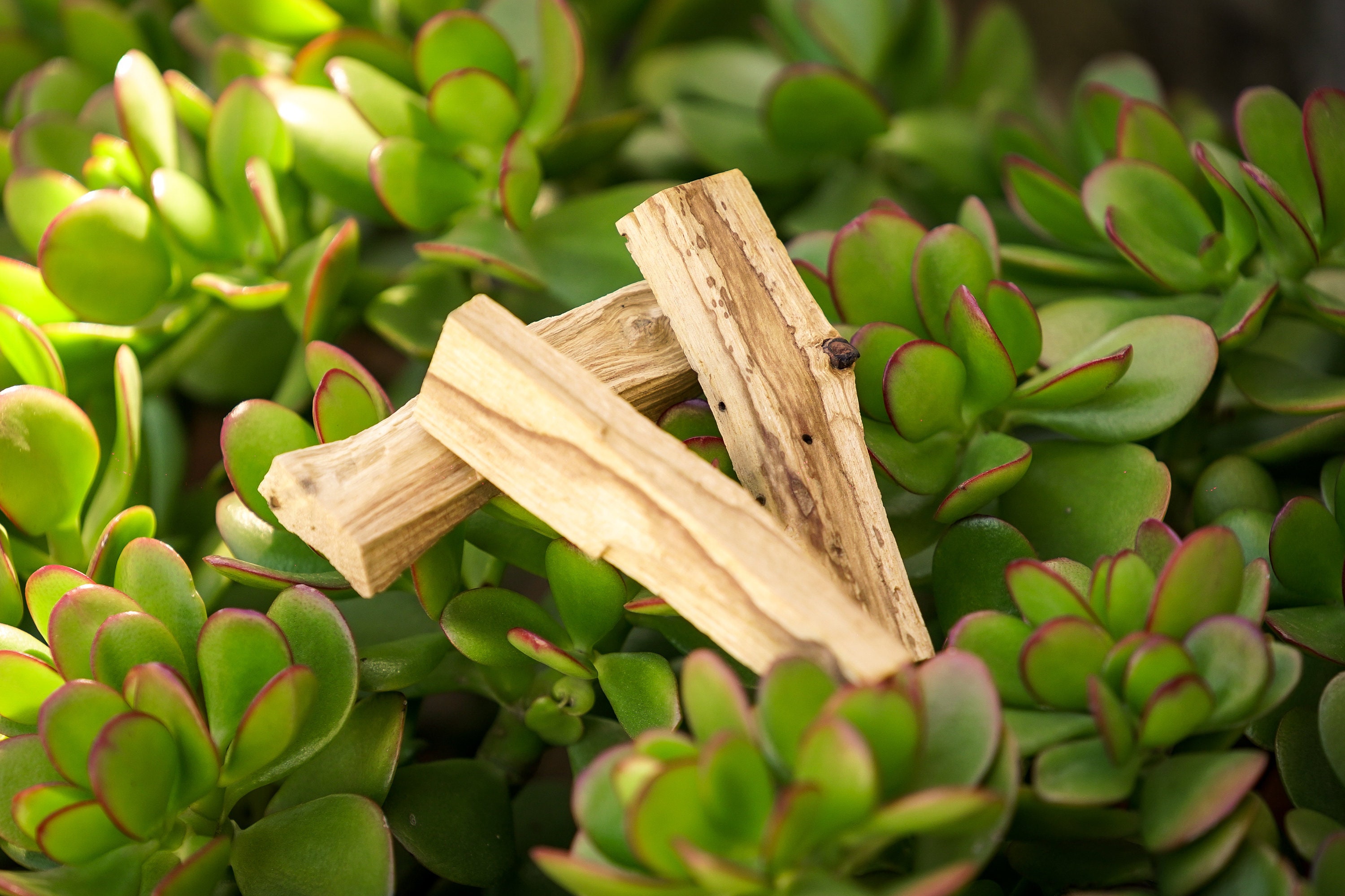 Dove Si Compra Il Palo Santo