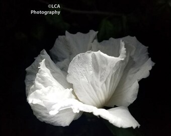Rose of Sharon, Laguna Beach photo, Flower photography, Nature photography, Wall art, Botanical photography, Night photography, flower art