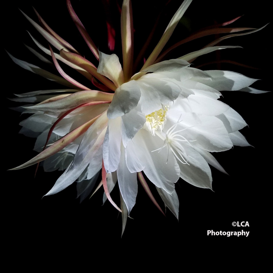 Night Bloom, Laguna Beach Photo, Flower Photo, Wall Art, Night