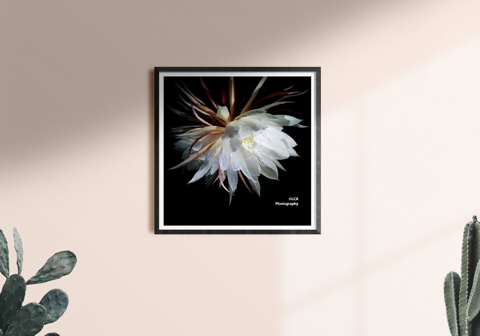 Night Bloom, Laguna Beach Photo, Flower Photo, Wall Art, Night