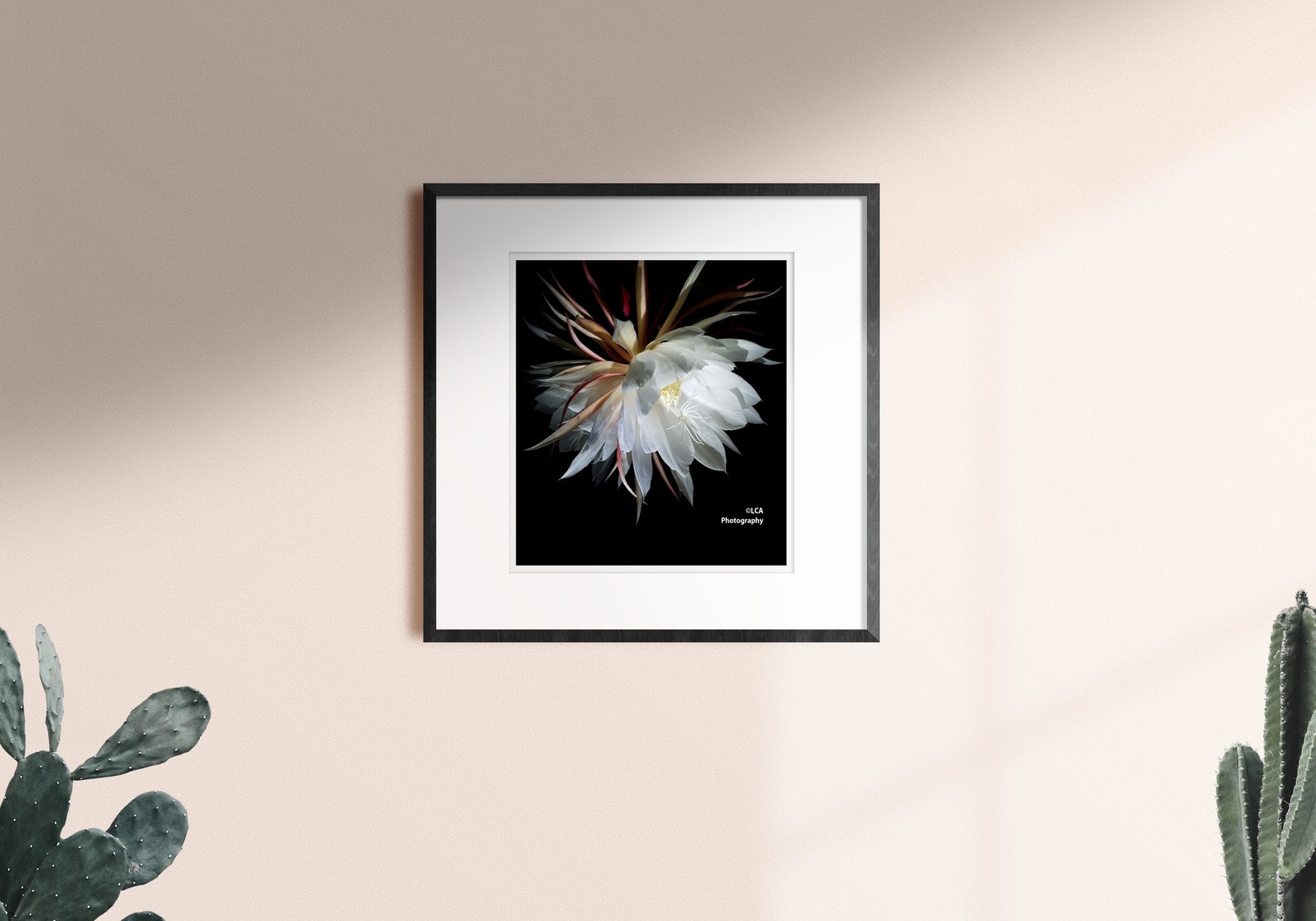 Night Bloom, Laguna Beach Photo, Flower Photo, Wall Art, Night