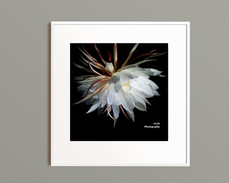 Night Bloom, Laguna Beach Photo, Flower Photo, Wall Art, Night