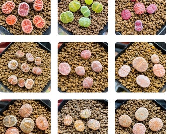 Colorful Lithops Special // Bulk Lithops // Rare Collection // Succulents Living Stone Live Plant // Melbourne Australia