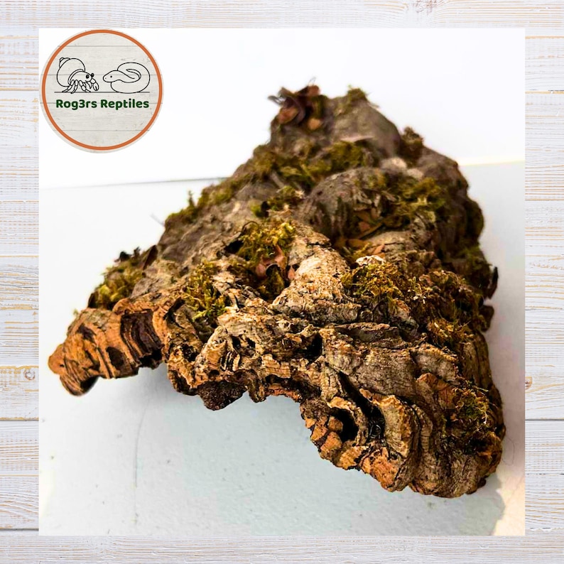 Mossy Cork Bark Isopod & Reptile Hide Natural Terrarium Decor Vivarium ...