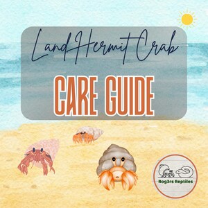 May include: A digital illustration of a care guide for land hermit crabs. The image features three cartoon hermit crabs on a sandy beach with the text "Land Hermit Crab Care Guide". A small sun is in the upper right corner.