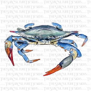 Louisiana Blue Crab