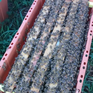 Deposit for Live Northern Honey Bee Nuc for sale - PICKUP in Fredericksburg PA