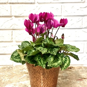 Könnte beinhalten: Eine Topfpflanze mit rosa Cyclamen und grünen Blättern in einem gehämmerten Kupfertopf.