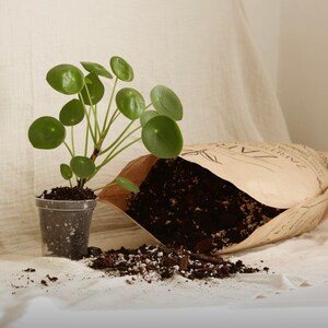 May include: A Pilea peperomioides plant with round, green leaves in a clear plastic pot next to an open brown paper bag filled with dark potting soil. Some soil is spilled on the surface, and the bag features black printed text and a leaf icon.