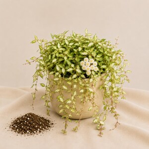 Peut inclure: Une plante rampante panachée aux petites feuilles pointues vertes et crème dans un pot en céramique rond de couleur claire. Un groupe de petites fleurs blanches en forme d'étoile est visible parmi le feuillage. Un tas de terreau sombre est posé.