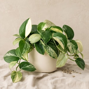 Peut inclure: Une plante pothos panachée avec des feuilles en forme de cœur dans des tons de vert foncé, vert clair et blanc crème, plantée dans un pot en céramique blanc cassé, lisse et mat. Les tiges retombantes s'étendent depuis le pot central.