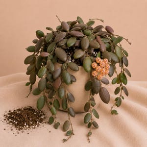 Peut inclure: Une plante Hoya retombante avec de petites feuilles ovales vert foncé aux reflets violets, plantée dans un pot en céramique beige lisse. Un groupe de petites fleurs orange pâle en forme d'étoile fleurit sur le côté, avec du terreau.