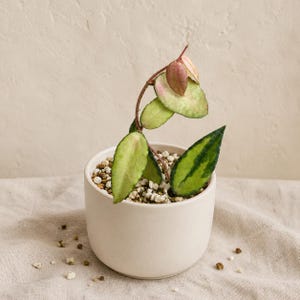 May include: A Hoya plant with variegated leaves in shades of light green, cream, and pink, planted in a smooth, cylindrical, off-white ceramic pot filled with a chunky, well-draining potting mix containing perlite and small soil particles.