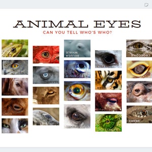 Animal Eyes Picture Poster | Wall Art For Optometry, Ophthalmology, Pediatric Doctor&#39;s Office | Peds | Classroom Decor | Gift for Staff