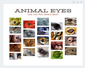 Animal Eye Facts Poster Wall Art for Optometry, Ophthalmology ...